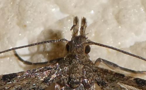 Alucita hexadactyla